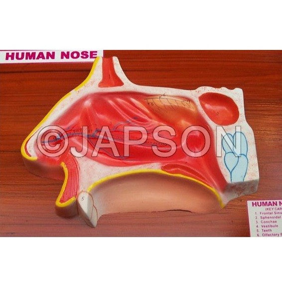 Human Nose Model on Base Human Nose Model on Base